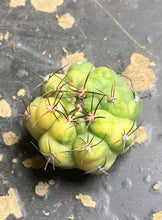 Load image into Gallery viewer, Gymnocalycium chiquitanum variegated
