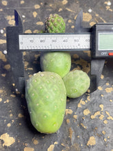 Load image into Gallery viewer, Tephrocactus geometricus
