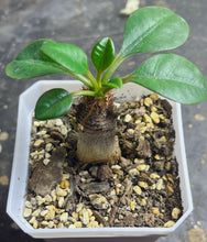 Load image into Gallery viewer, Euphorbia ramena
