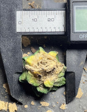 Load image into Gallery viewer, Ariocarpus Fissuratus
