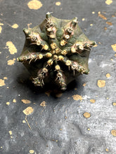 Load image into Gallery viewer, Gymnocalycium Mihanovichii Variegata
