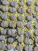 Load image into Gallery viewer, Lithops C217 “Cookie”(5 pcs)
