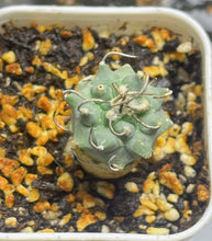 Load image into Gallery viewer, Turbinicarpus klinkerianus Huizache
