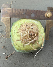 Load image into Gallery viewer, Pseudolithos cubiformis
