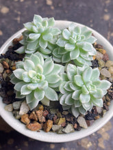 Load image into Gallery viewer, Mebina variegata
