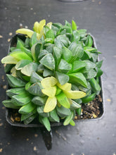 Load image into Gallery viewer, Haworthia heidelbergensis variegated
