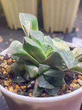 Load image into Gallery viewer, Haworthia Mutica Variegated
