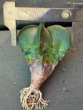 Load image into Gallery viewer, Astrophytum myriostigma
