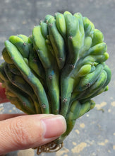 Load image into Gallery viewer, myrtillocactus geometrizans cristata  variegated
