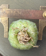 Load image into Gallery viewer, Pseudolithos cubiformis
