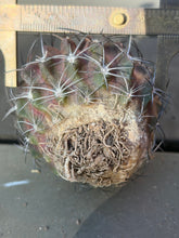 Load image into Gallery viewer, Gymnocalycium bruchii
