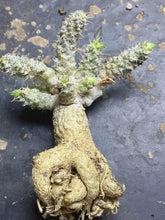 Load image into Gallery viewer, Euphorbia tulearensis
