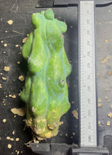 Load image into Gallery viewer, Boobie Cactus’ Myrtillocactus
