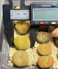 Load image into Gallery viewer, Conophytum Maughanii
