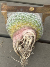 Load image into Gallery viewer, Mammillaria plumosa
