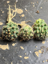 Load image into Gallery viewer, Austrocactus coxii （each）
