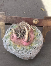 Load image into Gallery viewer, Mammillaria plumosa
