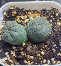 Load image into Gallery viewer, Euphorbia obesa
