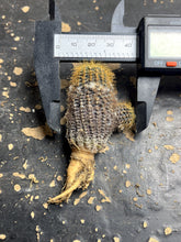 Load image into Gallery viewer, Frailea mammifera
