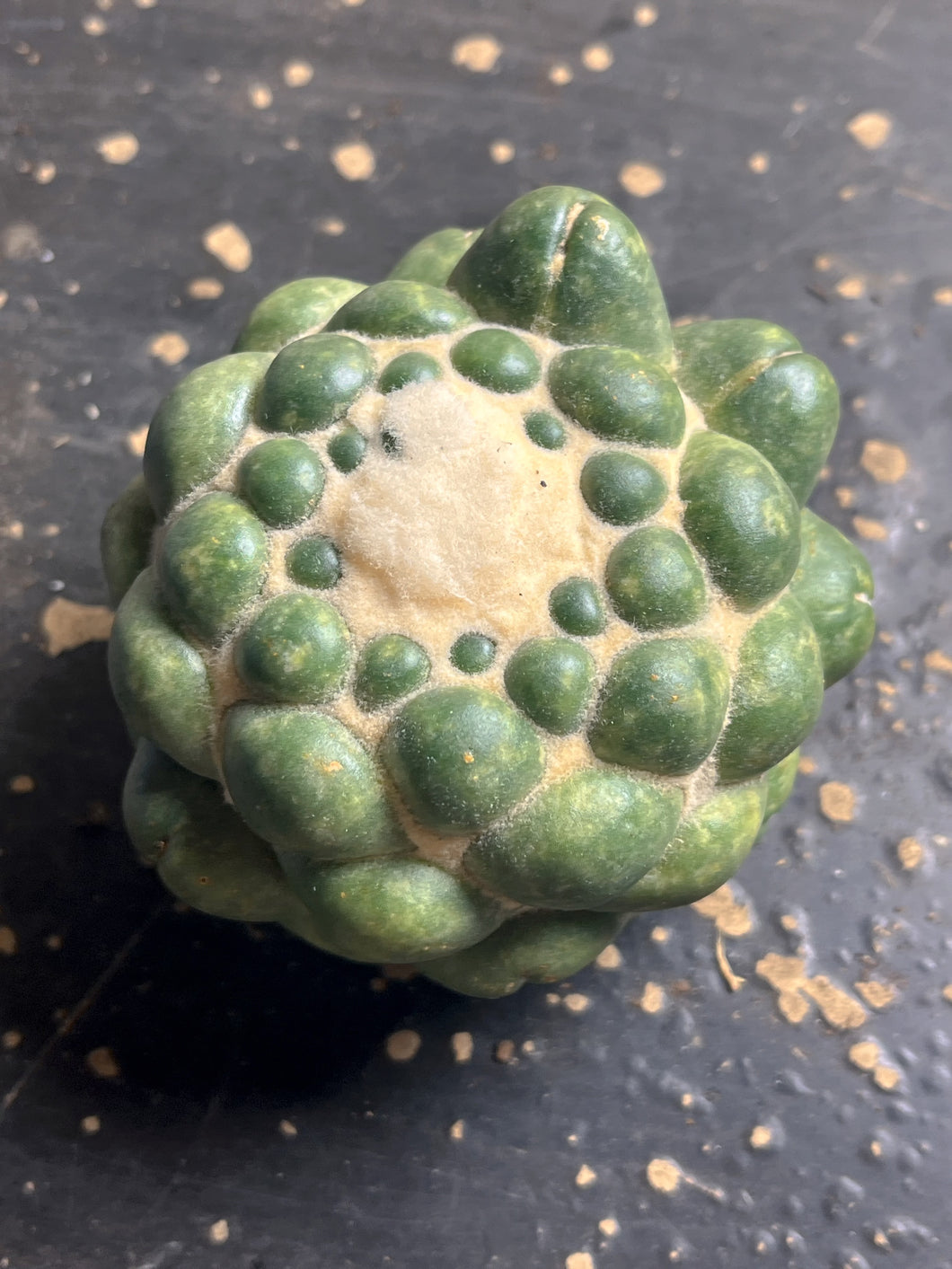 CORYPHANTHA ELEPHANTIDENS