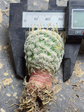 Load image into Gallery viewer, Mammillaria nana subsp. duwei
