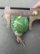 Load image into Gallery viewer, Astrophytum asterias Variegated
