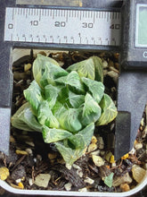 Load image into Gallery viewer, Haworthia variegated 65
