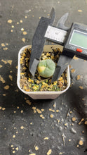 Load image into Gallery viewer, Lophophora peyote Variegated
