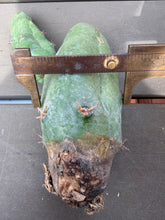Load image into Gallery viewer, Echinopsis lageniformis f. monstruosa

