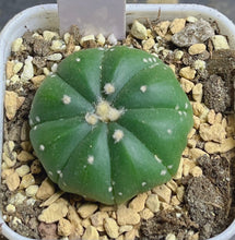 Load image into Gallery viewer, Astrophytum asterias
