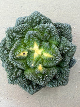 Load image into Gallery viewer, Ariocarpus fissuratus var. hintonii
