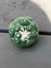 Load image into Gallery viewer, CORYPHANTHA ELEPHANTIDENS CV. INERMIS
