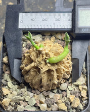 Load image into Gallery viewer, Matelea cyclophylla
