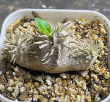 Load image into Gallery viewer, Pachypodium Brevicaule
