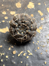 Load image into Gallery viewer, Gymnocalycium stellatum
