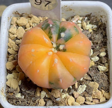 Load image into Gallery viewer, Astrophytum asterias Variegated
