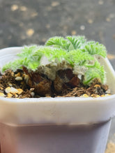 Load image into Gallery viewer, Pelargonium Triste
