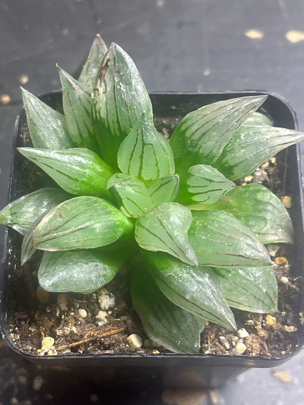 Haworthia magnifica v.atrofusca