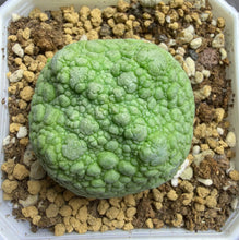 Load image into Gallery viewer, Pseudolithos cubiformis
