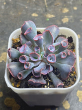 Load image into Gallery viewer, Echeveria Trumpet Pink
