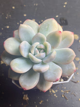 Load image into Gallery viewer, Echeveria’Monroe’Variegated

