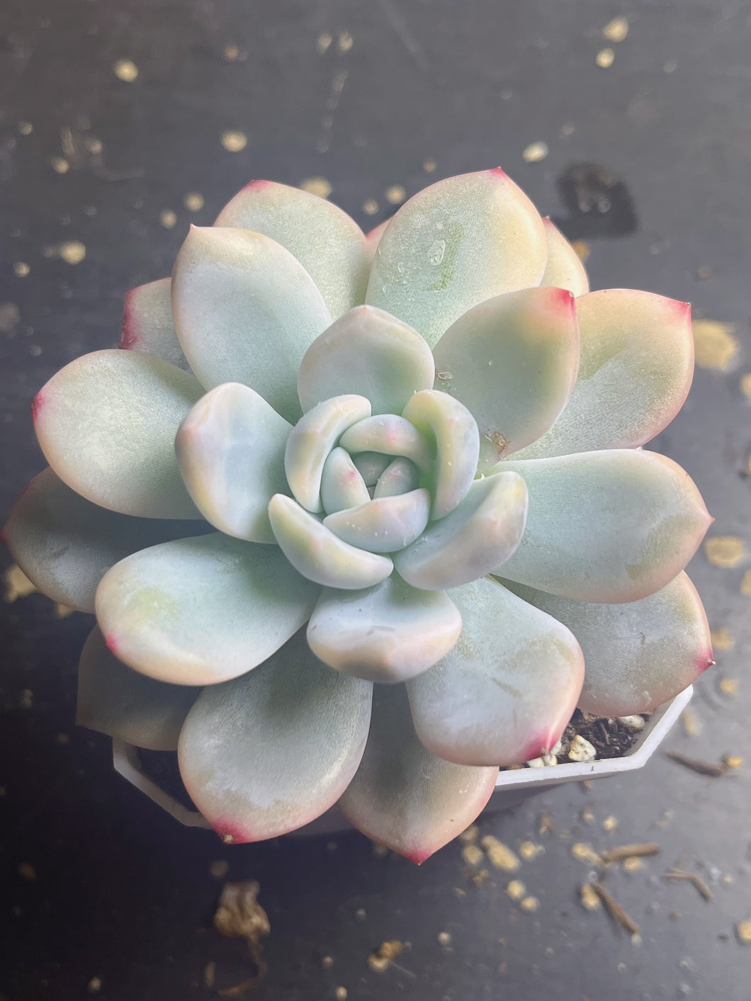 Echeveria’Monroe’Variegated