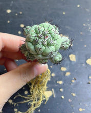 Load image into Gallery viewer, Ortegocactus macdougalli

