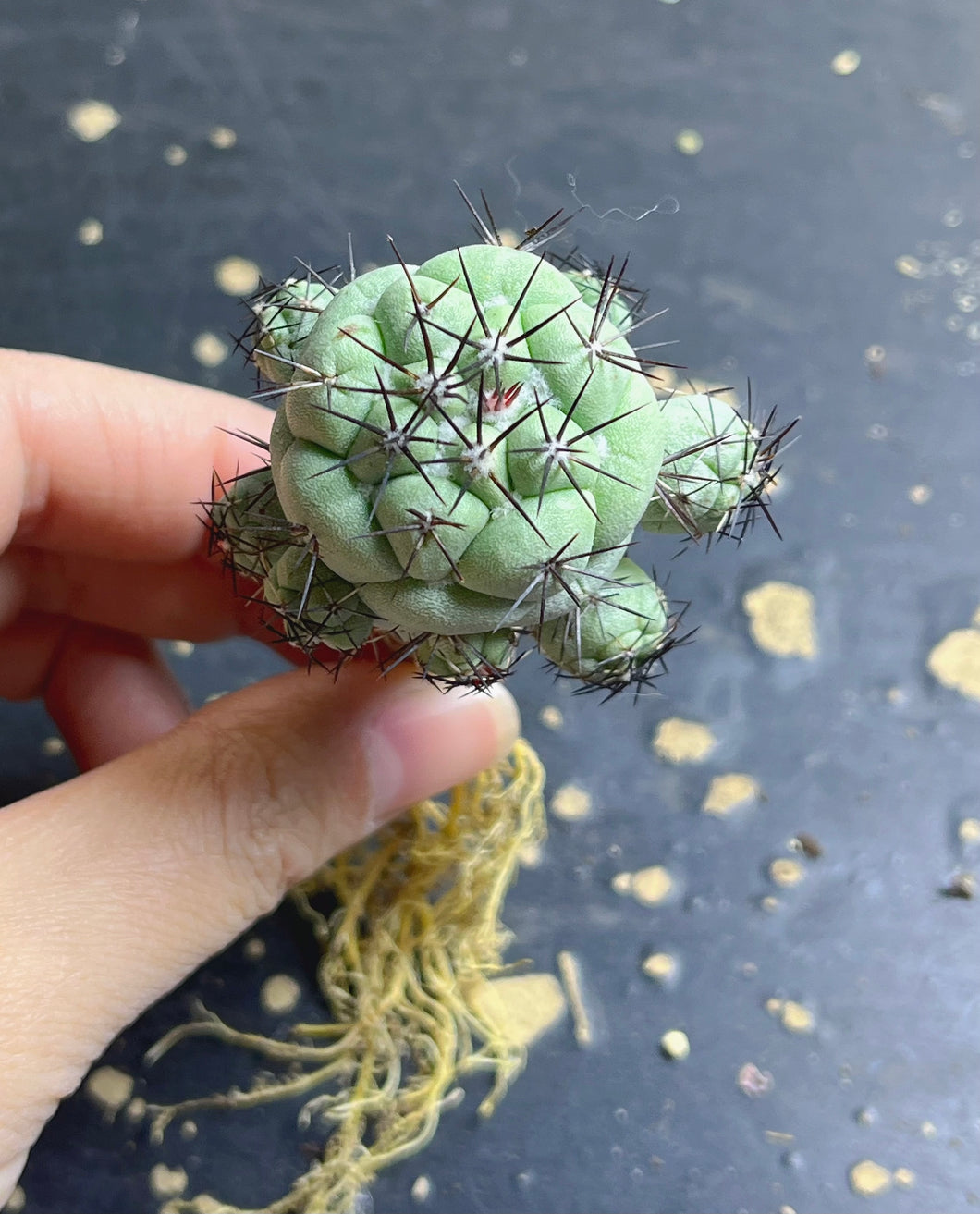 Ortegocactus macdougalli