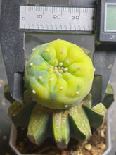 Load image into Gallery viewer, Lophophora Fricii Variegated
