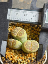 Load image into Gallery viewer, Lithops C124 Dorotheae

