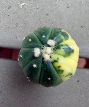 Load image into Gallery viewer, Astrophytum asterias Variegated
