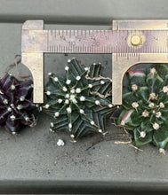 Load image into Gallery viewer, Gymnocalycium Friedrichii Variegated
