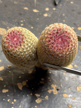 Load image into Gallery viewer, Echinocereus rigidissimus var.
