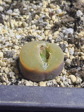 Load image into Gallery viewer, Conophytum Maughanii
